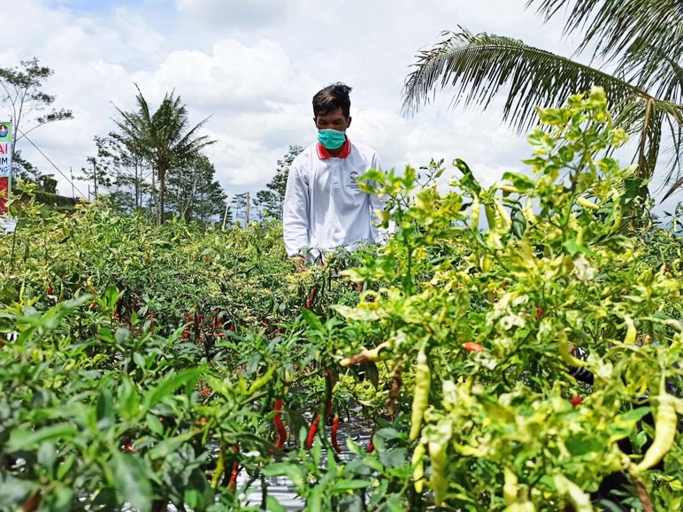 Harga Cabai Setan di Temanggung Masih Cukup Tinggi, Berapa Per Kilonya?