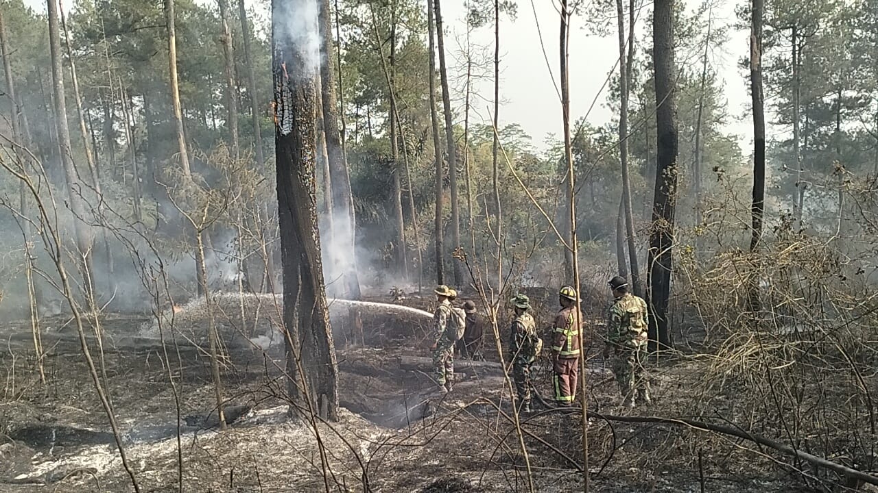 Gerak Cepat Koramil Srumbung Magelang Padamkan Kebakaran Hutan Gunung Merapi Dusun Pengger