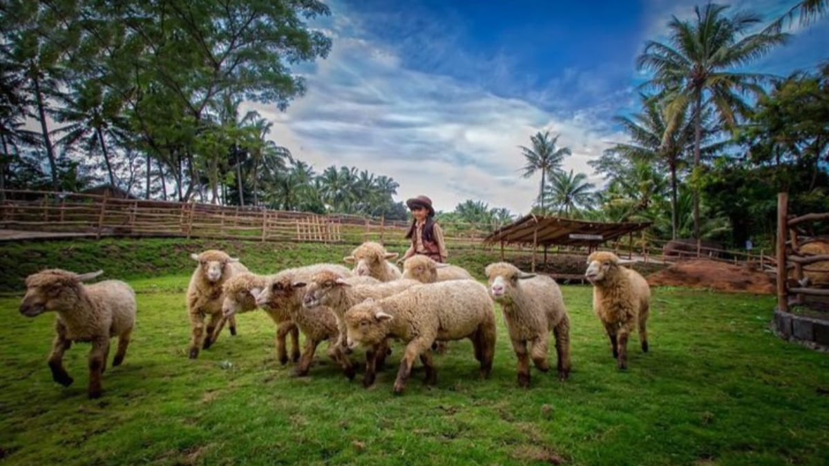 8 Fakta Wisata Edukasi Cimory Diaryland On The Valley, Semarang Untuk Kamu Yang Ingin Belajar Berternak!