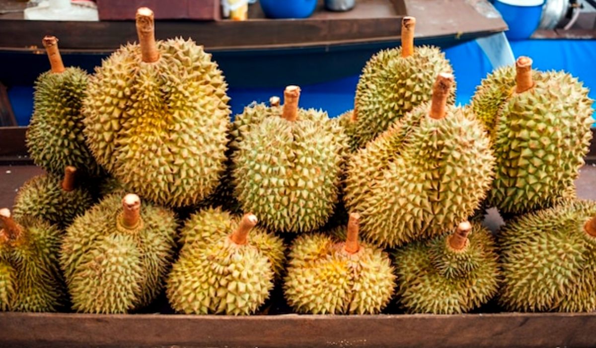 Kampung Durian di Candimulyo Magelang, Kenikmatan Makan Durian Langsung dari Pohonnya !