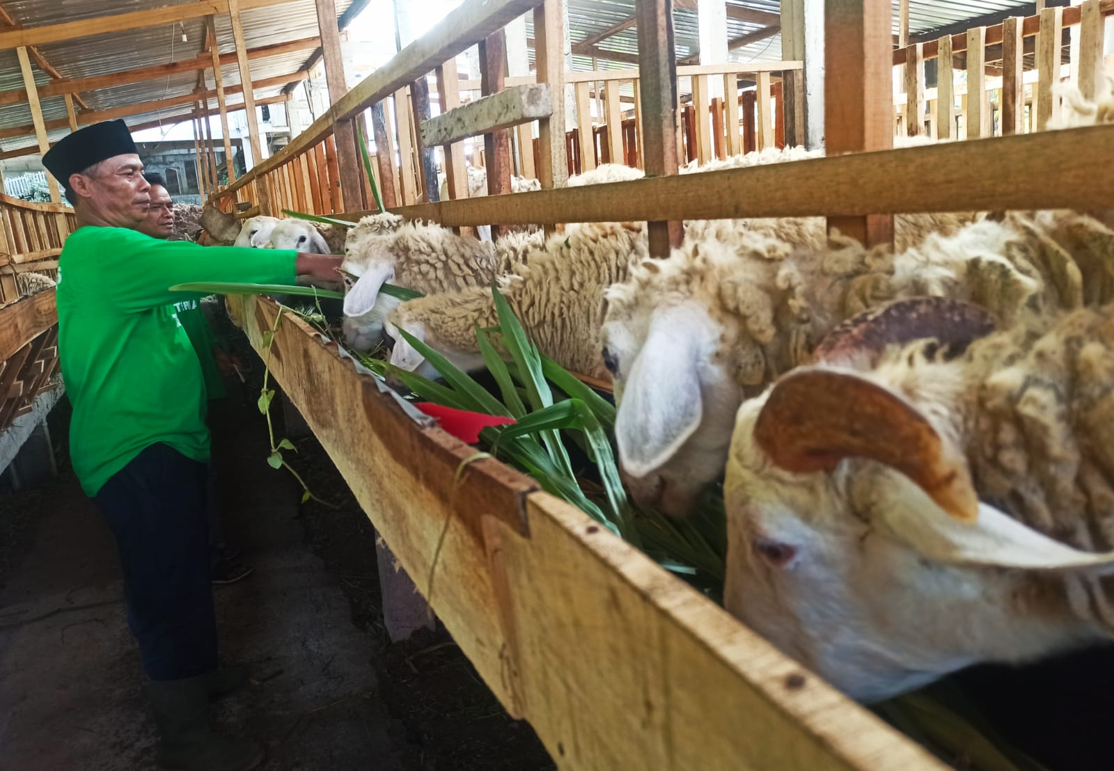 Jelang Idul Adha, Peternak di Temanggung Tambah Stok Kambing Jantan