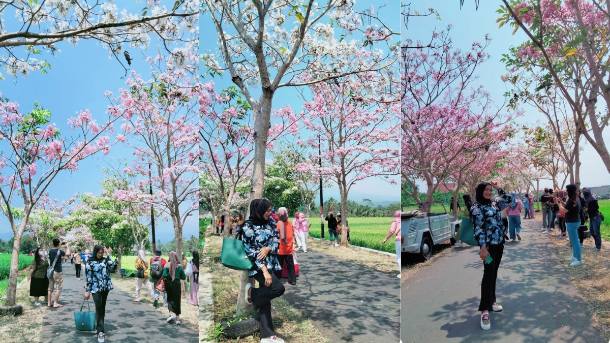 Segera Kunjungi, Bunga Tabebuya di Girikulon Secang, Jika di Payaman Sudah Rontok