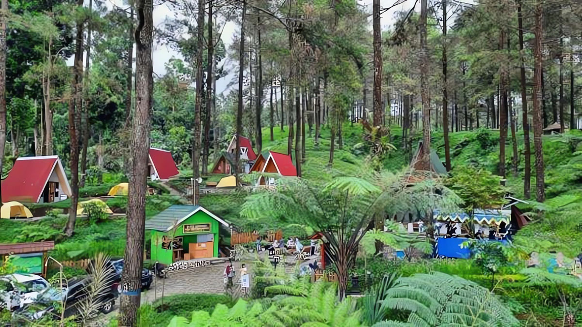 Simak Panduan Menuju Hutan Pinus Limpakuwus, Hadirkan Glamping Terindah  Minimal Sekali Seumur Hidup!