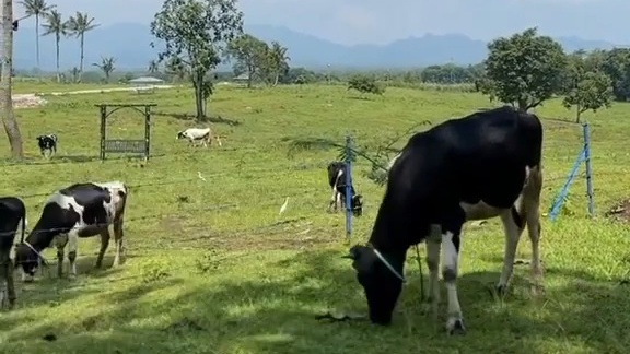 3 Km dari Artos Mall, Propang Ranch Magelang Suguhkan Panorama Ala New Zealand