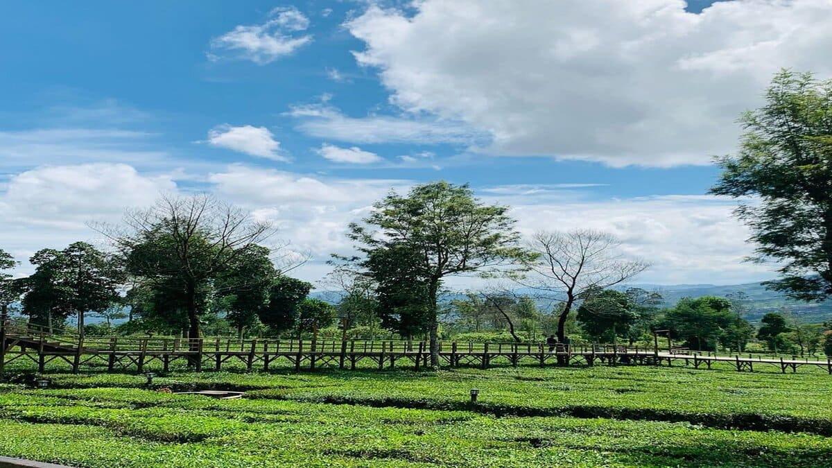 Patean Tambi Wonosobo Wisata yang Menyajikan Pesona Keindahan Perkebunan Teh di Lereng Gunung Dieng