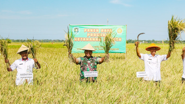 Panen Raya di Desa Sukomanah Purworejo, Kodim 0708 Beri Benih Padi Kepada 300 Petani