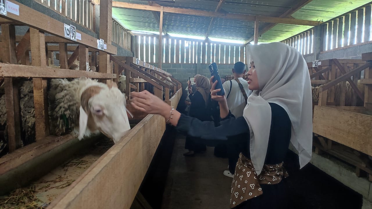 Live di Medsos, Cara Baru Jualan Kambing Kurban di Wonosobo