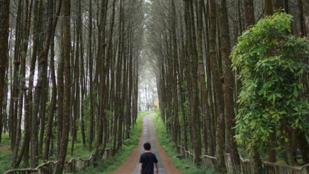 Wisata Magelang Spot Foto Instagrammable Yang Tersembunyi di Dalam Hutan Pinus Kragilan 