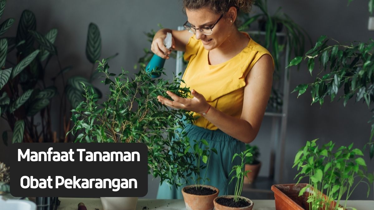 5 Tanaman yang Wajib Ditanam di Pekarangan Rumah karena Tidak Hanya Cantik Tapi juga Menyehatkan