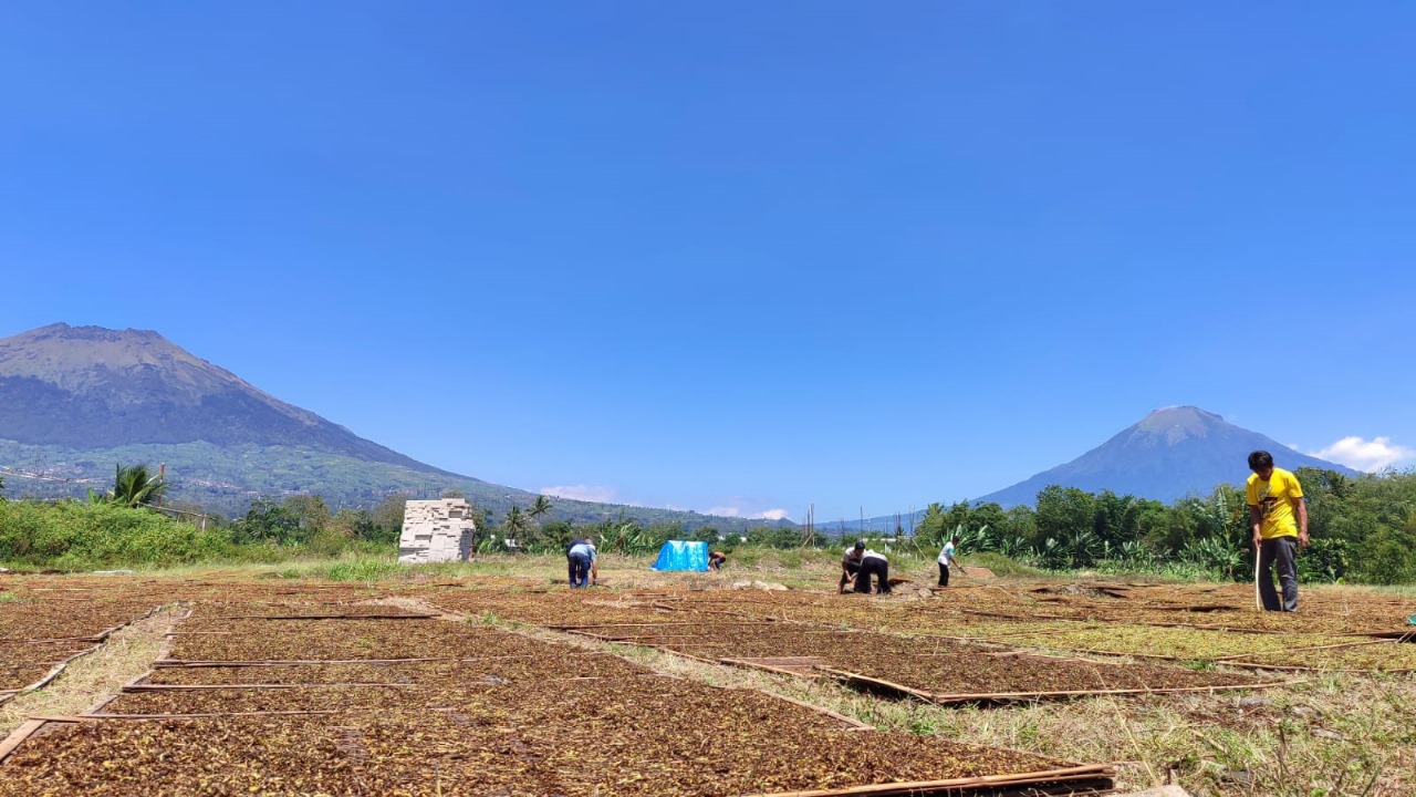 Petani Tembakau Temanggung Resah, Pabrikan Belum Serap Panen Raya September
