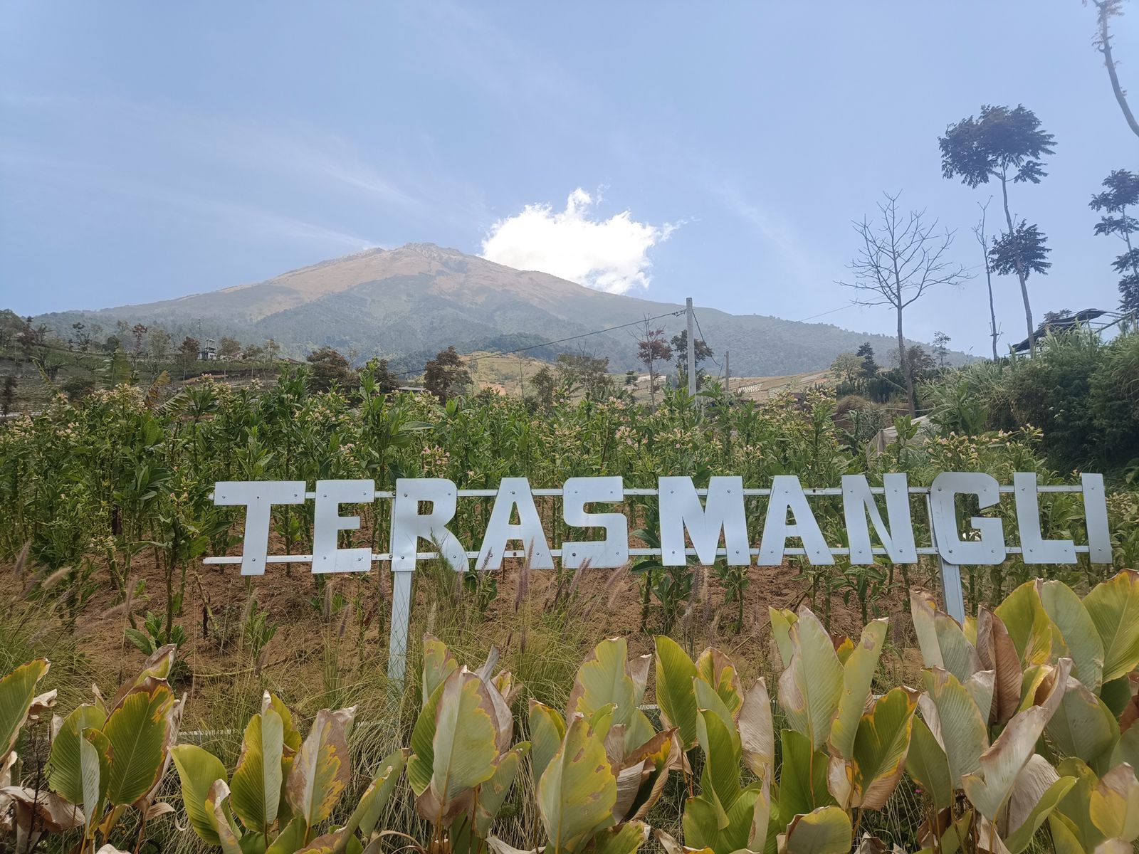 Teras Mangli: Menikmati Sensasi Nongkrong di Kafe View Gunung Sumbing yang Cantik dan Menarik 