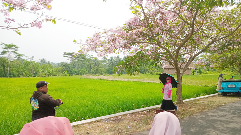 Meraup Berkah dari Musim Bunga Tabebuya, Magelang Jadi Negeri Sakuranya Indonesia