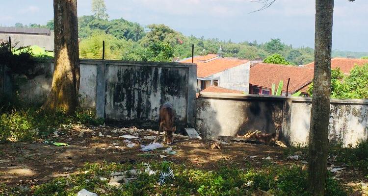 Rusa Makan Sampah di Komplek Museum BPK RI Kota Magelang, Penanggung Jawab: Belum Ada Anggaran Khusus