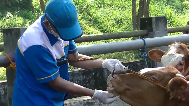  DKPPP Temanggung Perketat Lalu Lintas Sapi dari Daerah Endemik Antraks