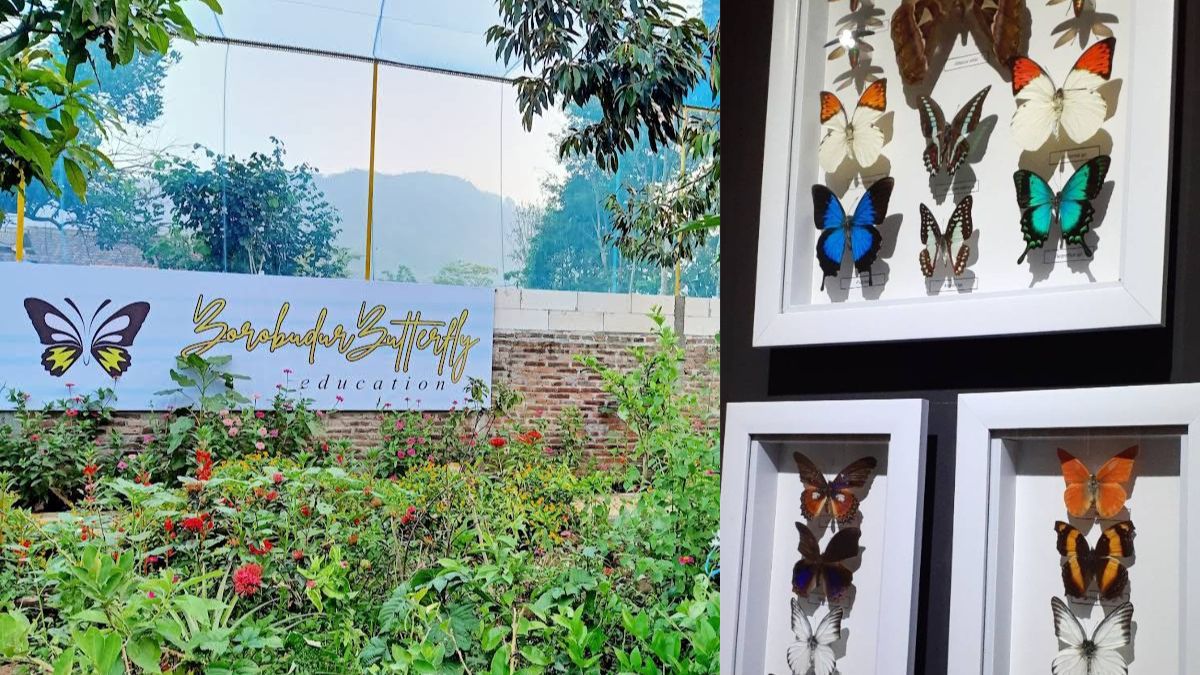 Belajar Lebih Jauh Tentang Kupu-kupu di Borobudur Butterfly Edu Magelang