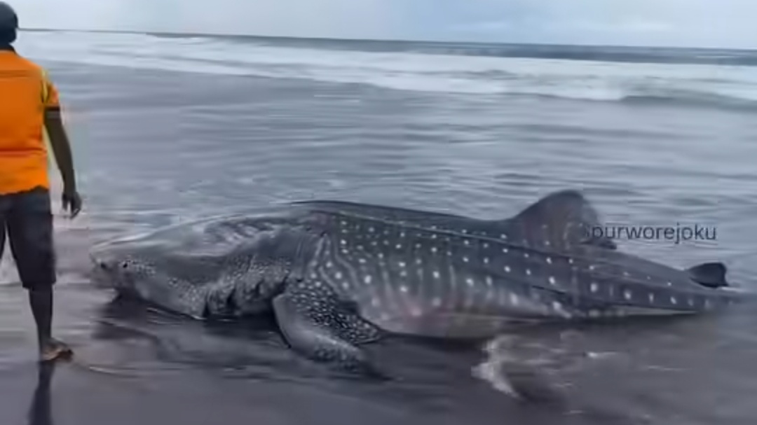 Hiu Tutul Seberat 1 Ton Terdampar di Pantai Roro Inten Kabupaten Purworejo