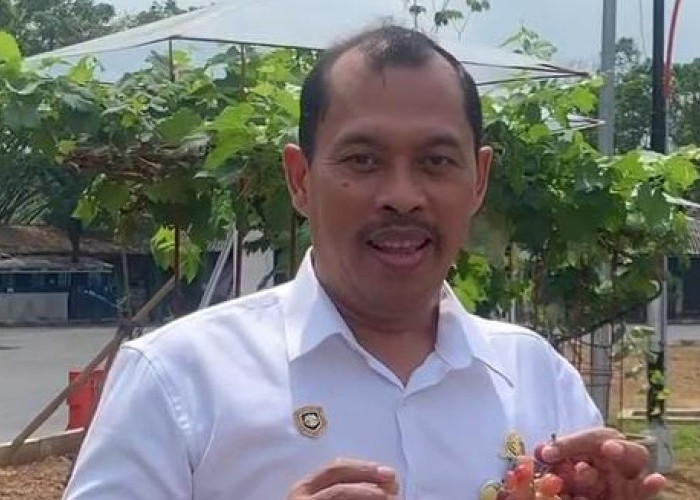 Terminal Tidar Tipe A Kota Magelang Punya Wisata Kebun Anggur dan Cafe Estetik 