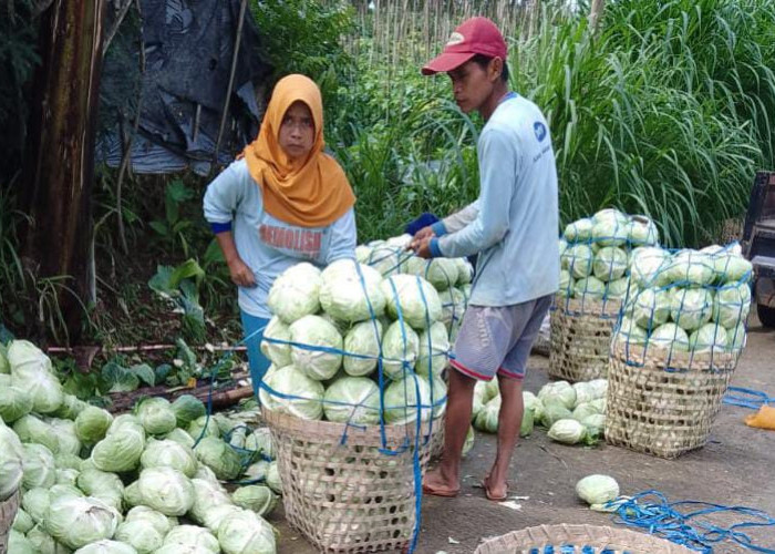 Harga Sayur Jatuh, Relawan Prabowo Peduli Petani Borong Sayur Panen Petani, Lalu dibagikan ke Kaum Dhuafa