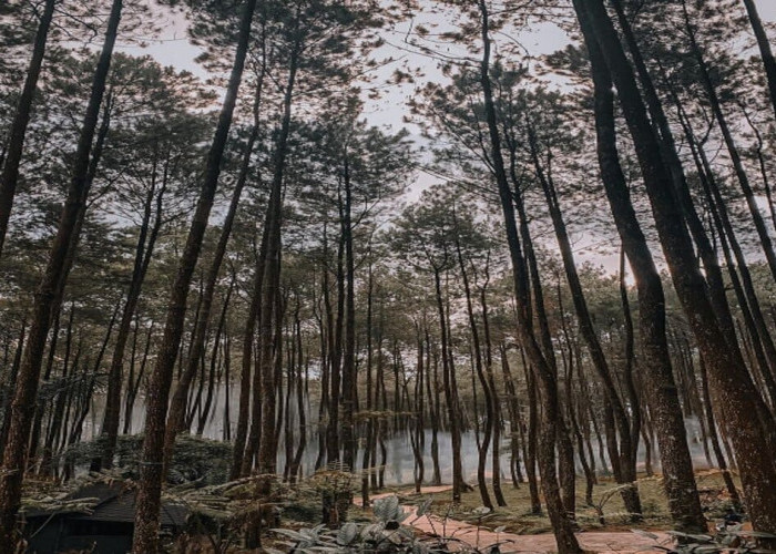 Pinea Forest Mangli Magelang yang Ngga Pernah Gagal kalau Soal Tempat Healing