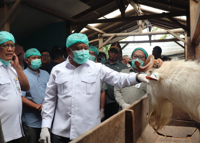 Bukan Sekadar Produksi Susu, Peternak Merapi Dibidik Jadi Pusat Regenerasi Petani Muda