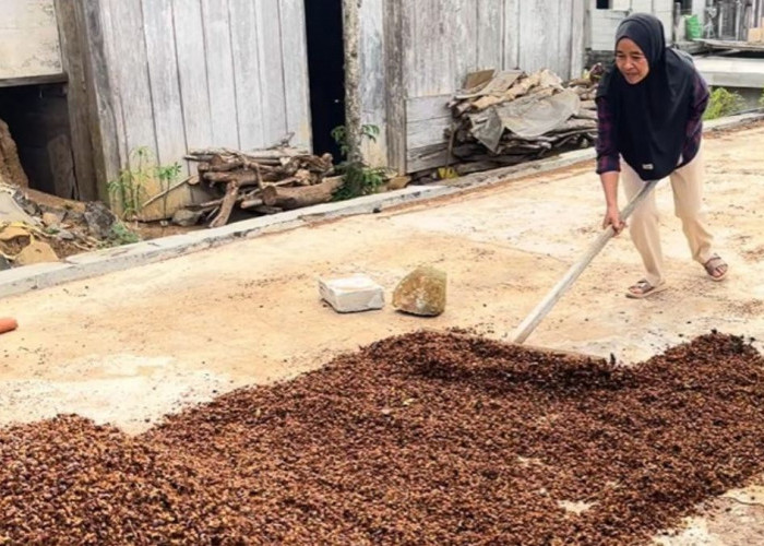 Petani Kopi Temanggung Dongkrak Mutu Lewat Rumah Pengering Biomassa