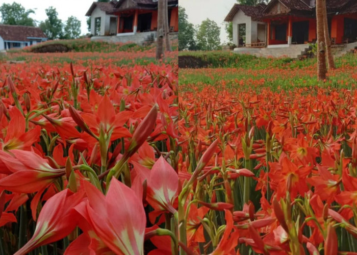 Cantiknya Hamparan Bunga Amarilis yang Sedang Bermekaran di Gunung Kidul Yogyakarta