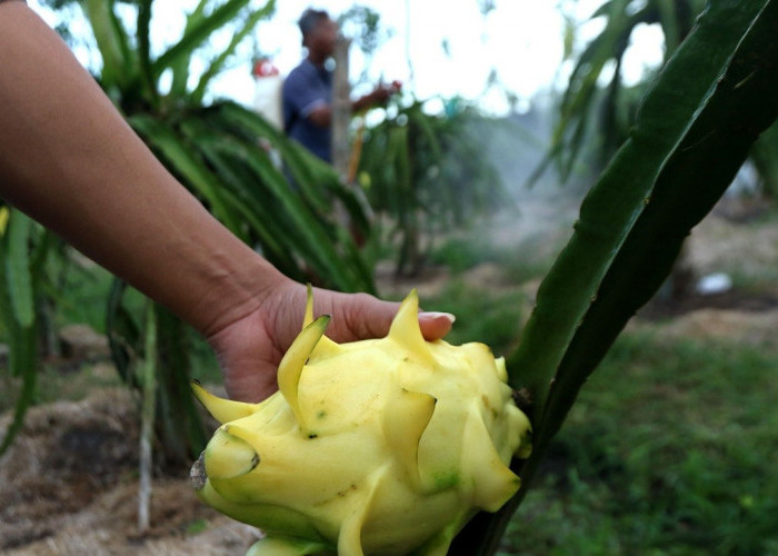 Dari Banyuwangi ke Pasar Lebih Luas, Petani Buah Naga Naik Kelas Berkat Program Klasterku Hidupku BRI