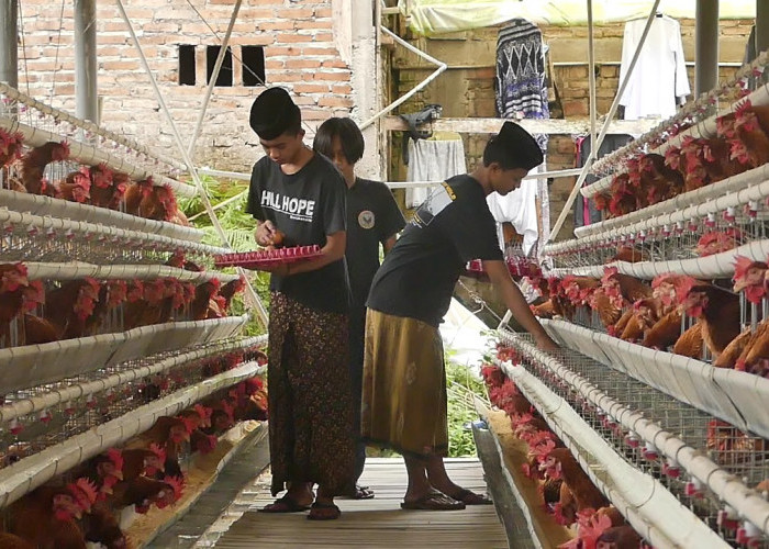 Harga Telur Anjlok di Temanggung, Dinkopdag Siapkan Kerja Sama Antar Daerah hingga Peluang Ekspor