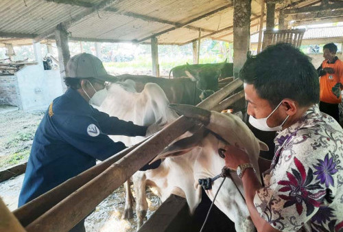 PMK Mengancam, Pemkab Purworejo Gencarkan Vaksinasi Sapi