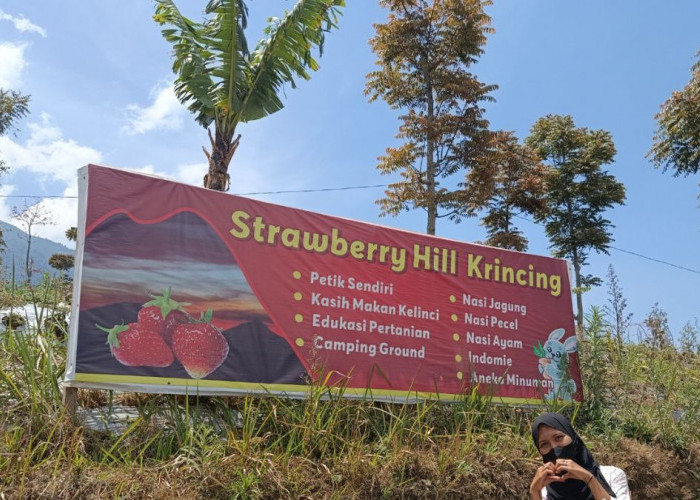 Wisata Petik Buah Strawberry di Krincing Strawberry Hill, Jenis Mencir Jadi Andalan 
