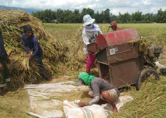 Harga Masih Rendah, Petani Jawa Timur Harap Bulog Serap Gabah