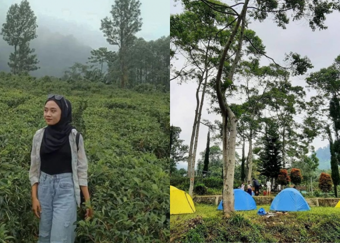 Indahnya Pemandangan Hamparan Kebun Teh Yang Luas Dan Indah Di Kebun Teh Medini Kendal