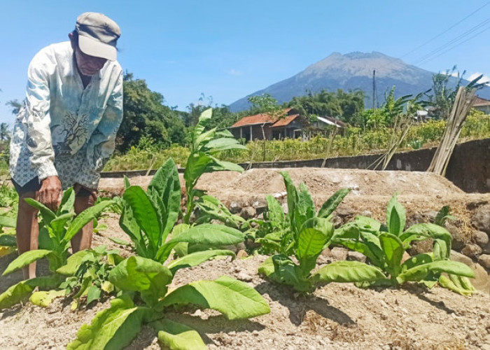 Petani di Temanggung Tunggu Kabar Perwakilan Pabrikan Rokok Beli Tembakau