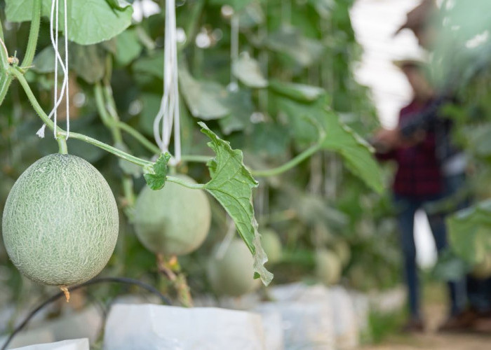 5 Spot Wisata Petik Buah di Magelang, Rasakan Sensasi Makan Buah dari Pohonnya!