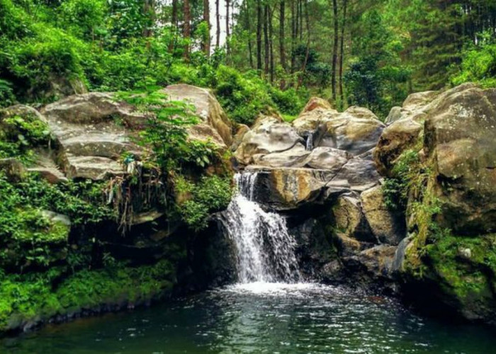 Segarnya Kedung Sembrani, Kolam Alami yang Tersembunyi Didalam Hutan Pinus Gunung Merbabu