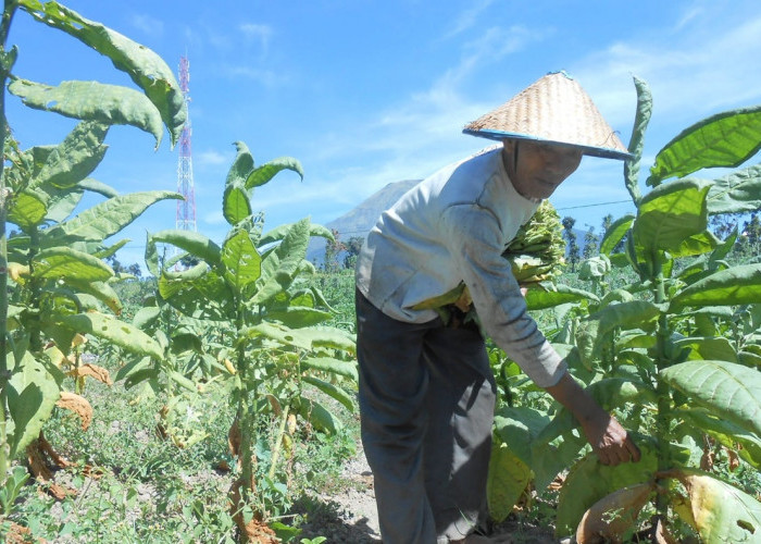 Panen Tembakau Temanggung Mundur, Petani Masih Menunggu Kepastian Kuota dan Harga dari Pabrikan