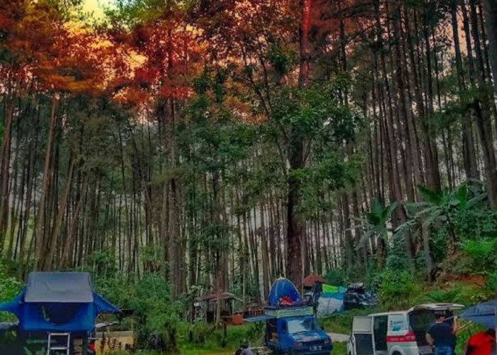 Wajib Mampir! Ini Dia Hutan Pinus Sigrowong Temanggung, Wisata Hutan dengan Spot Foto Menawan
