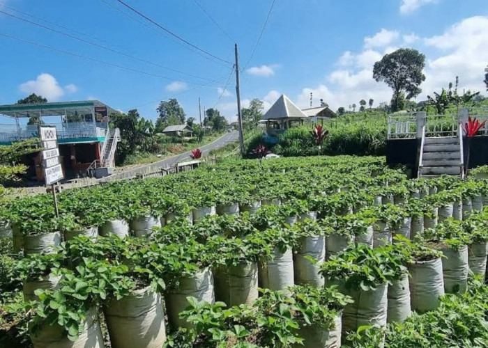 Asyik Tiada Duanya Berkunjung ke Wisata Kebun Inggit Strawbery Sensasi Petik Stroberi Langsung dari Tanamannya