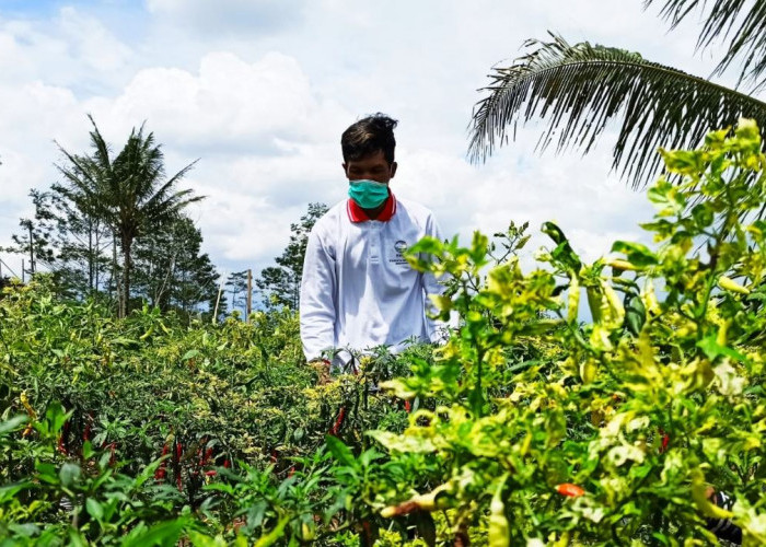 Harga Cabai Anjlok ke Rp10.000 per Kilogram, Petani Temanggung Terpuruk