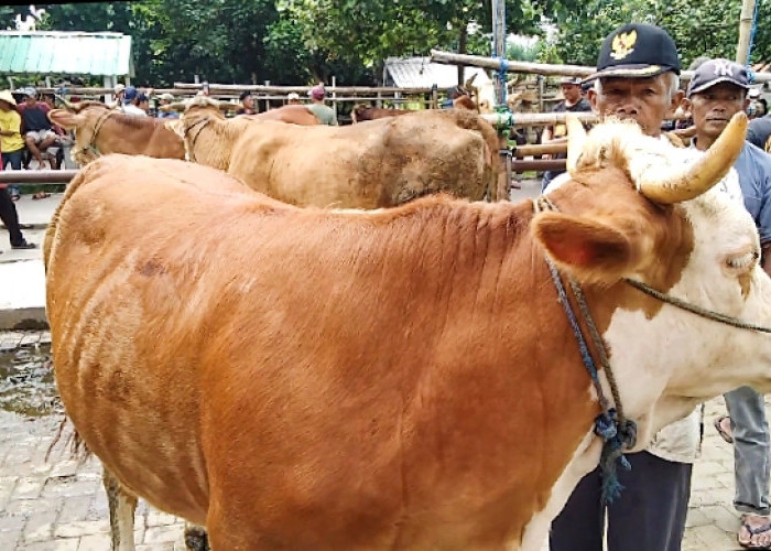 Diterpa PMK, Transaksi Hewan Ternak Sapi di Muntilan Magelang Menurun Drastis