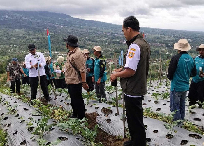 Harga Naik, Lahan Kopi Wonolelo Sawangan Magelang Diperluas