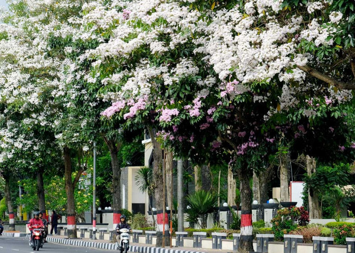 Mantan Walikota Magelang Takjub Lihat Pohon Sakura yang Sedang Bermekaran Saat Ini