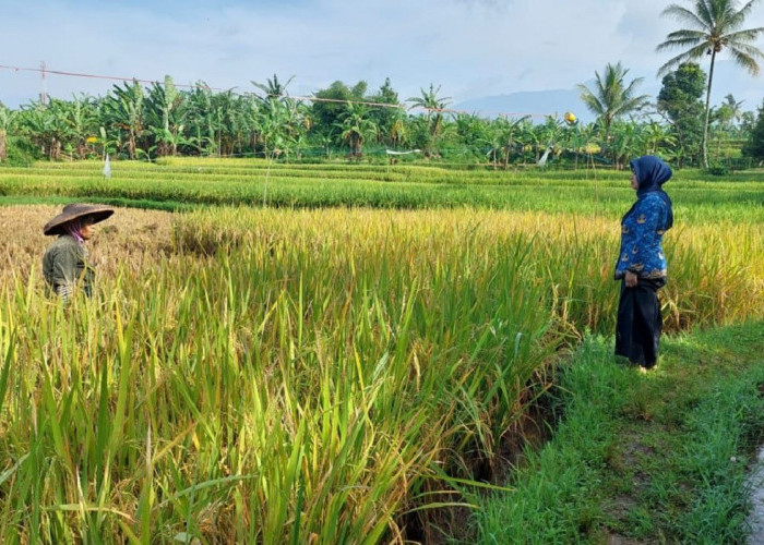 Memasuki Masa Panen, Petani Sukabumi Justru Resah. Apa Pasalnya?