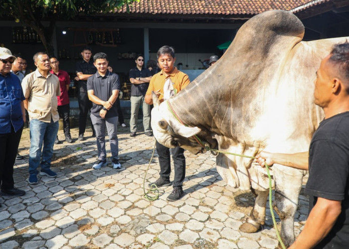 Mampu Cetak Sapi Kurban Kelas Sultan, Peternakan di Purworejo Ini Dipuji Gubernur Ahmad Luthfi