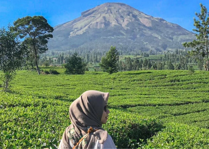 Lokasi dan Rute Menakjubkan di Kebun Teh Tambi Yang Berada di Ketinggian 1500 mdpl Jadi Rekomendasi Wisata