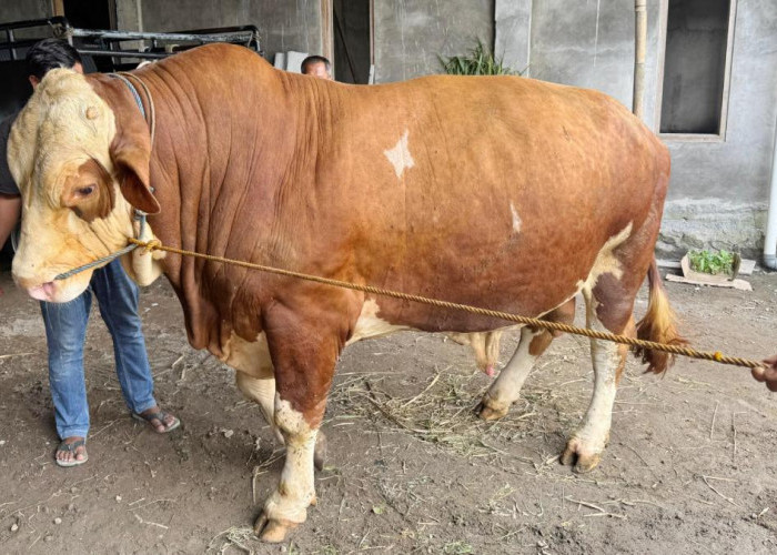 Setara Harga Mobil LCGC, Sapi Kurban Presiden Prabowo Asal Magelang Dibanderol Rp 126 Juta