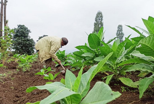 Petani Tembakau di Temanggung Kesulitan Akibat Hujan Terus-menerus