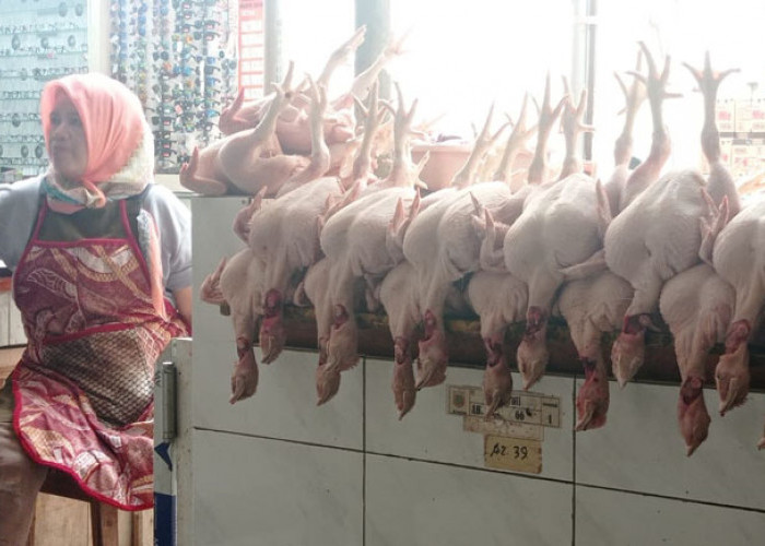 Daging Ayam Meroket, Pedagang di Wonosobo Curhat Sepi Pembeli