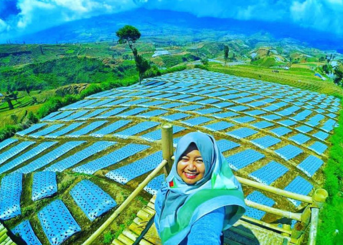 Vegetasi pepohonan Konifer Sedengkeng Pass