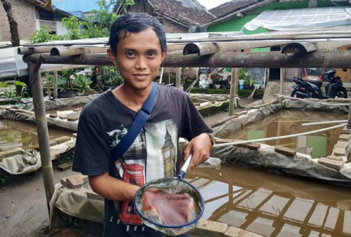 Berawal dari Hobi, Pemuda Ini Budidayakan Pakan Ikan Hias ‘Kutu Air’ 